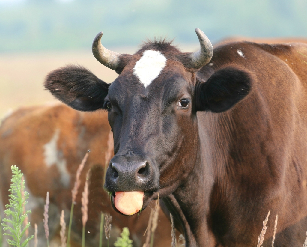 Brown cow sticking its tongue out